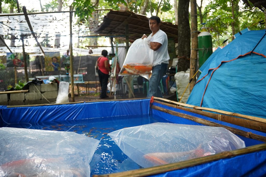 Tristan transferring fishes into separate bags